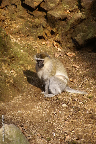 singe