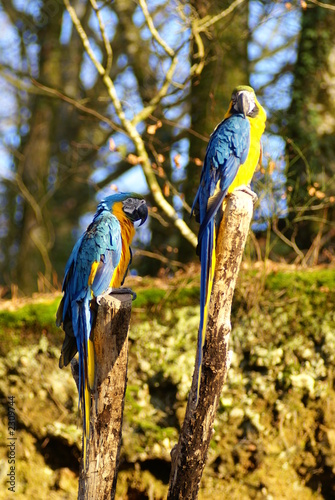 aras jaune et bleu photo