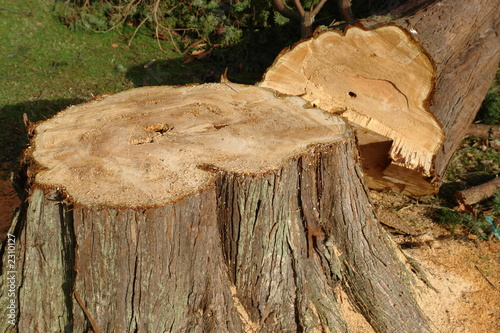 logging