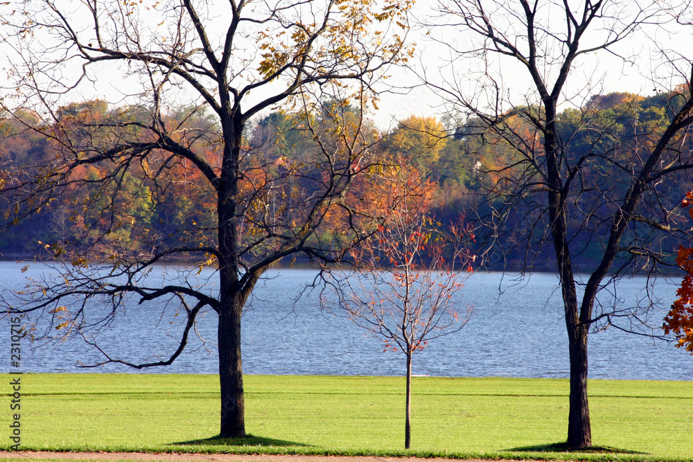 Obraz premium bare trees