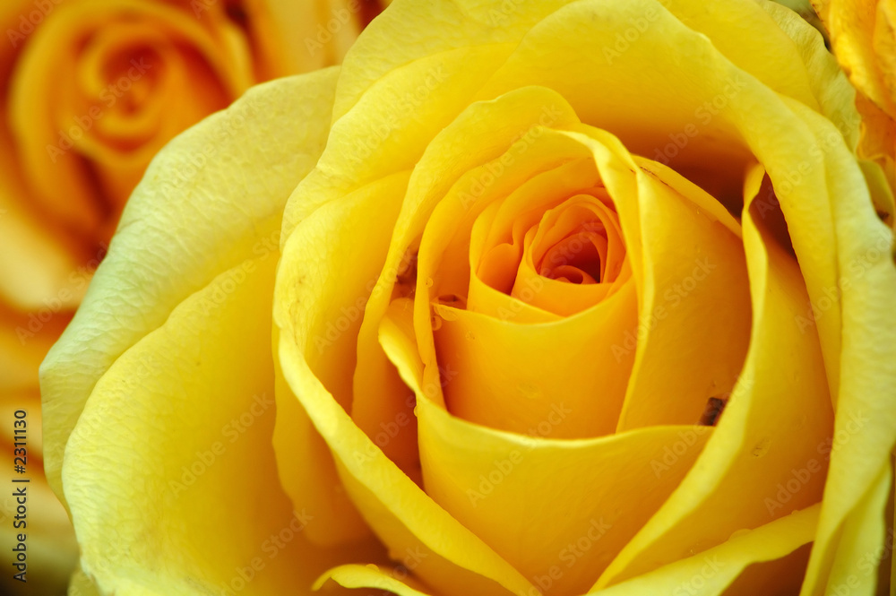 yellow roses yellow roses