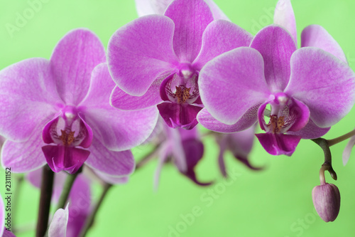 orchid series