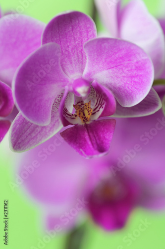 orchid series