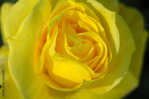 detail of yellow rose
