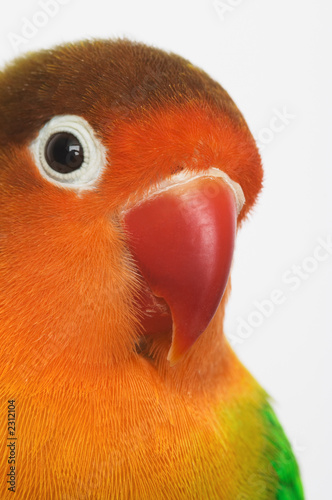 lovebird photo