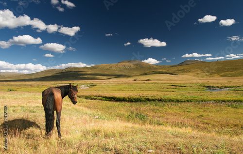 grazing horse © Dmitry Pichugin