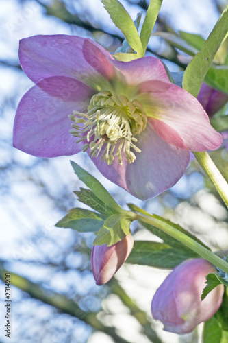 pink lenten rose