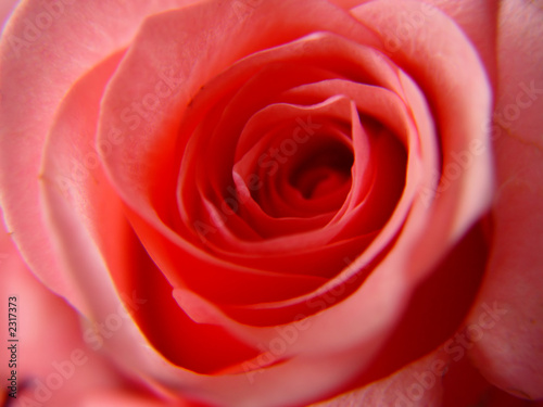 a single pink rose macro