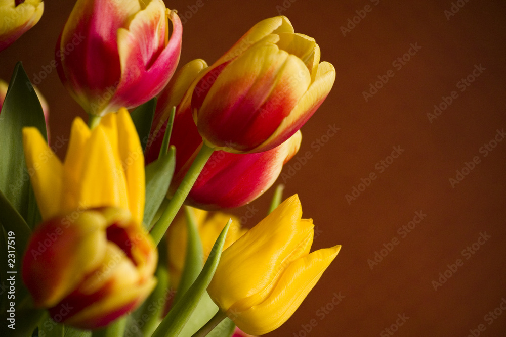 Fototapeta premium tulipes