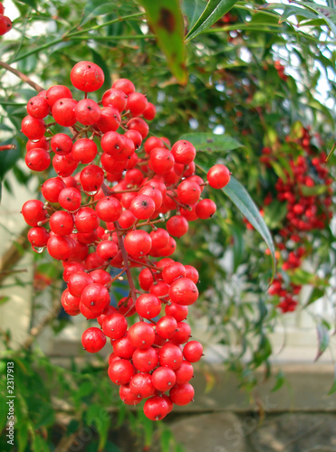 nandina berries