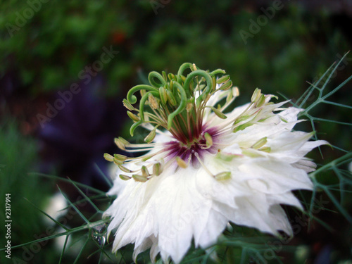 love in a mist