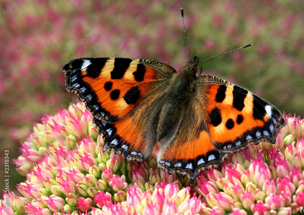 Obraz premium tortoiseshell butterfly