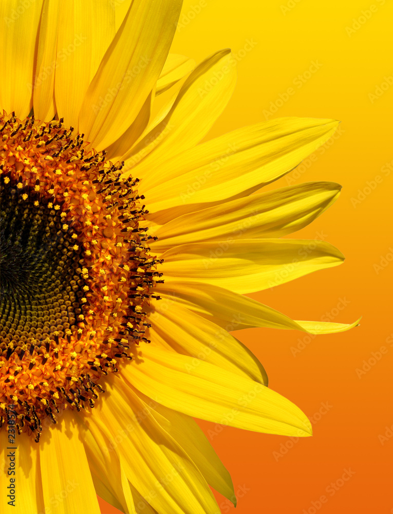 Obraz premium golden sunflower beauty