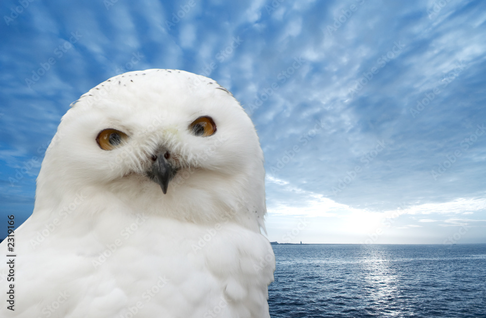 Obraz premium snow owl
