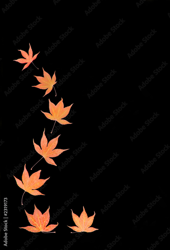 abstract acer leaves abstract acer leaves