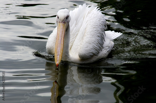 pelican