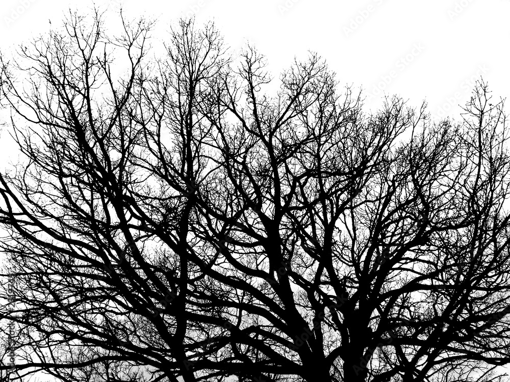 tree tree