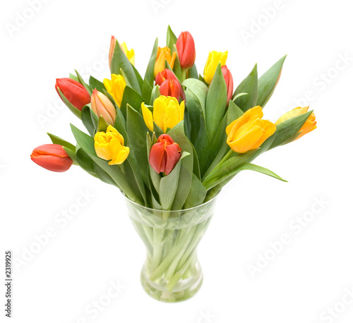 colourful tulips