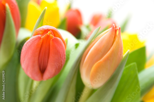 colourful tulips #2319929