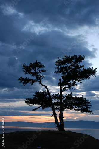 sacred larch tree at sunset