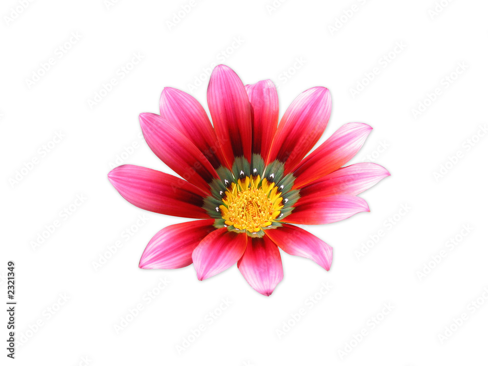 Obraz premium flower