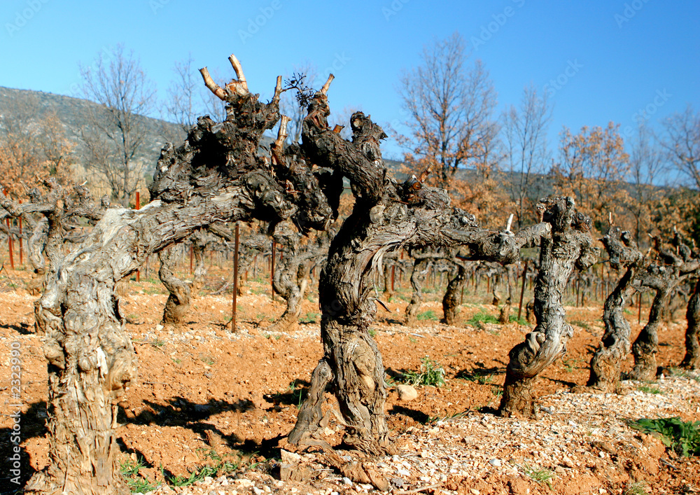 Vieux ceps de vigne Photos | Adobe Stock