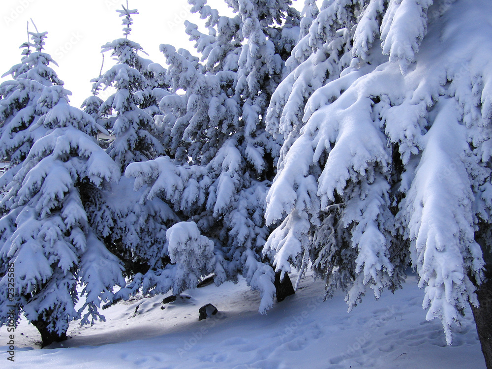 snow covered trees snow covered trees