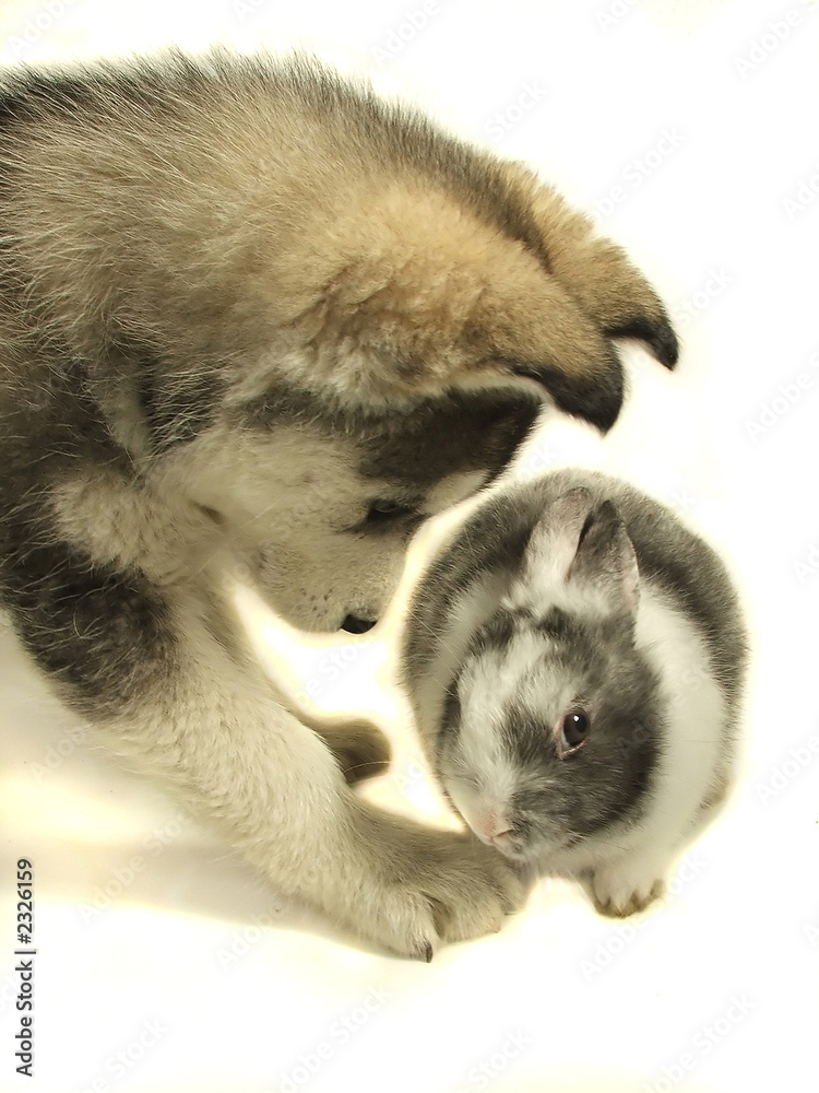 husky and rabbit