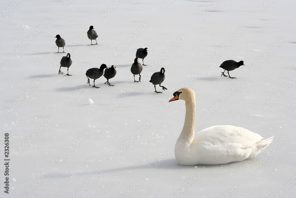 Fototapeta premium Schwan mit schwarzen Vögeln auf Eis
