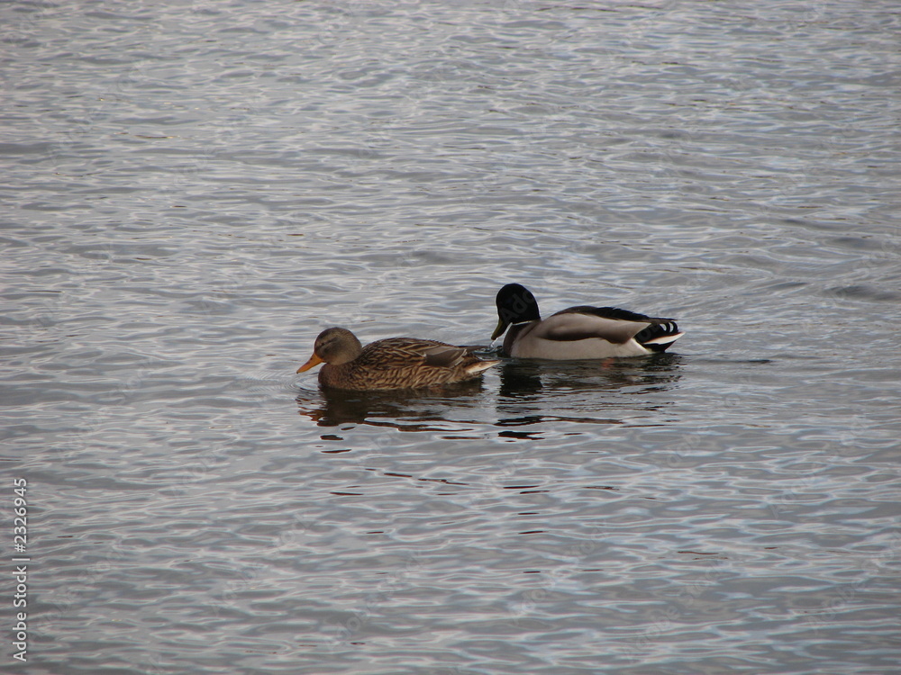 enten