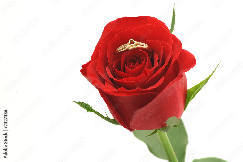 red rose with heart shaped ring red rose with heart shaped ring