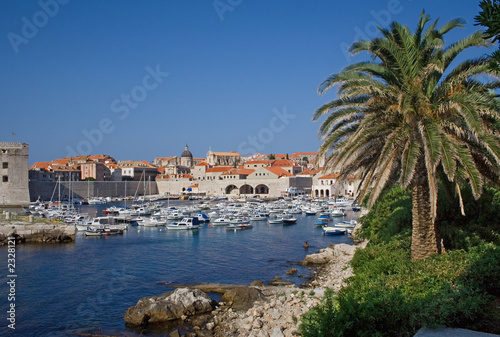 Hafen in Dubrovnik mit Palme