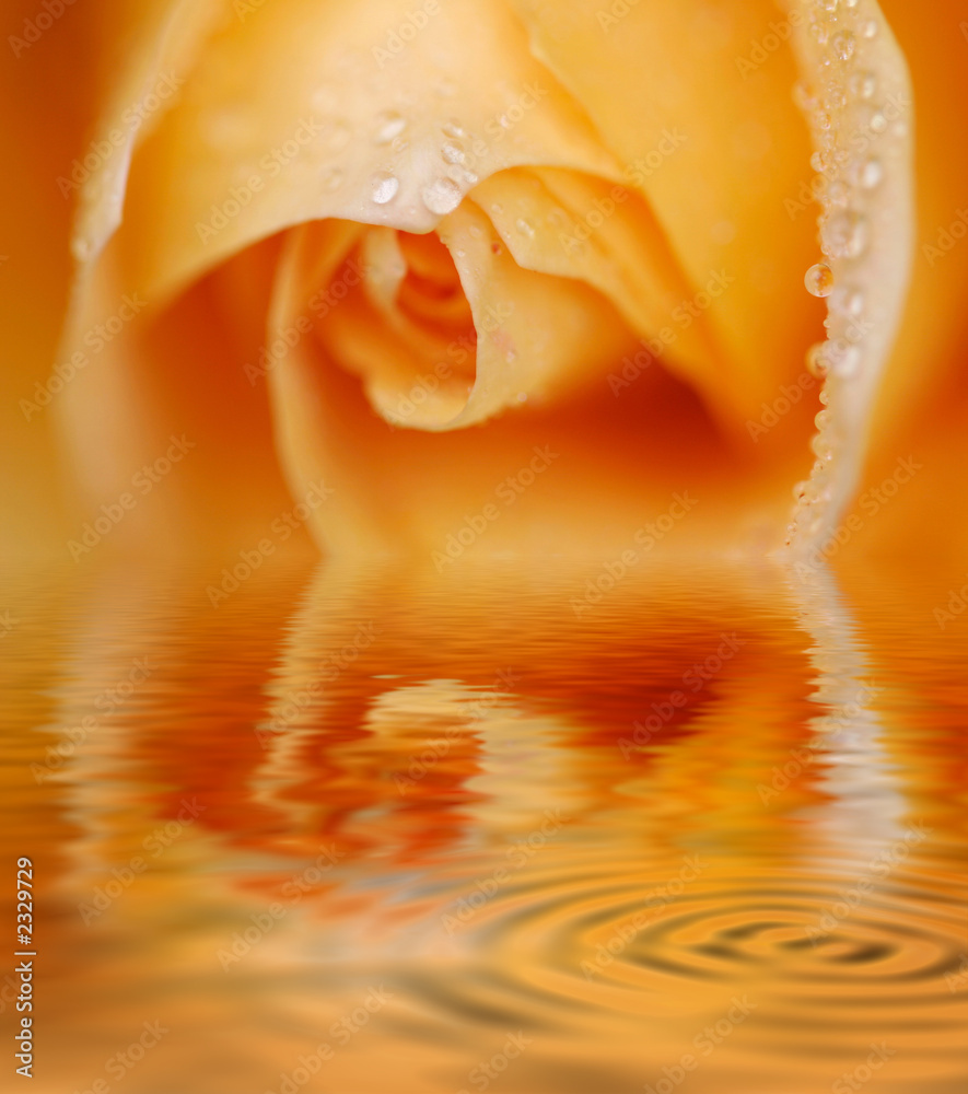 Fototapeta premium orange rose macro