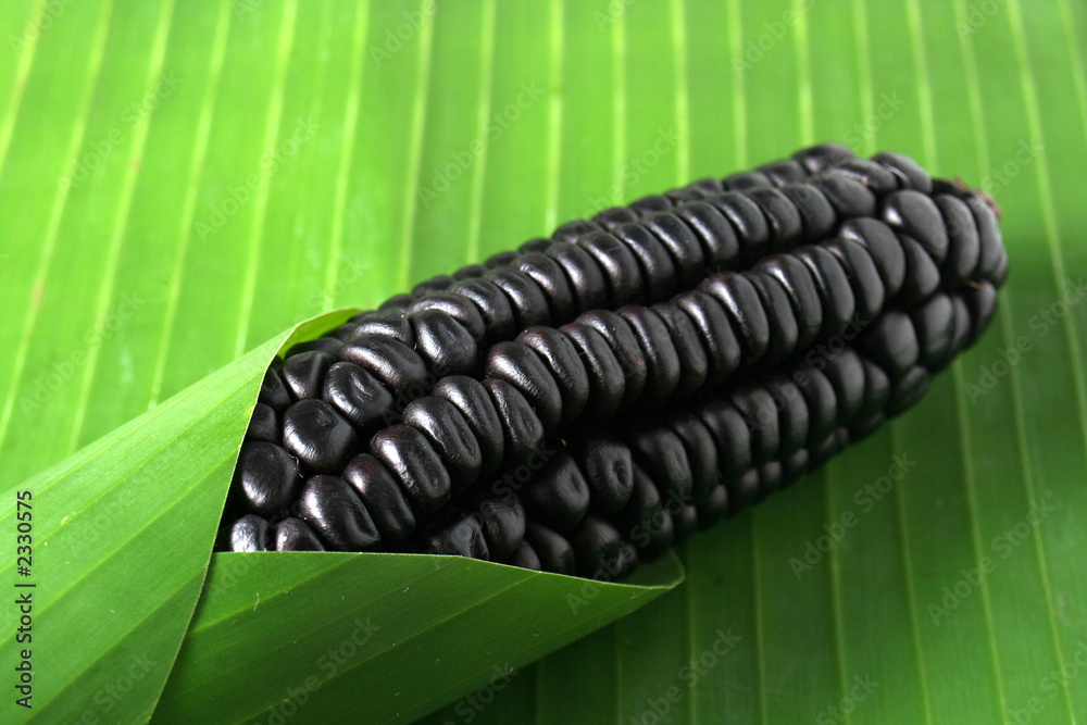 maiz negro foto de Stock | Adobe Stock