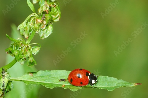 coccinelle