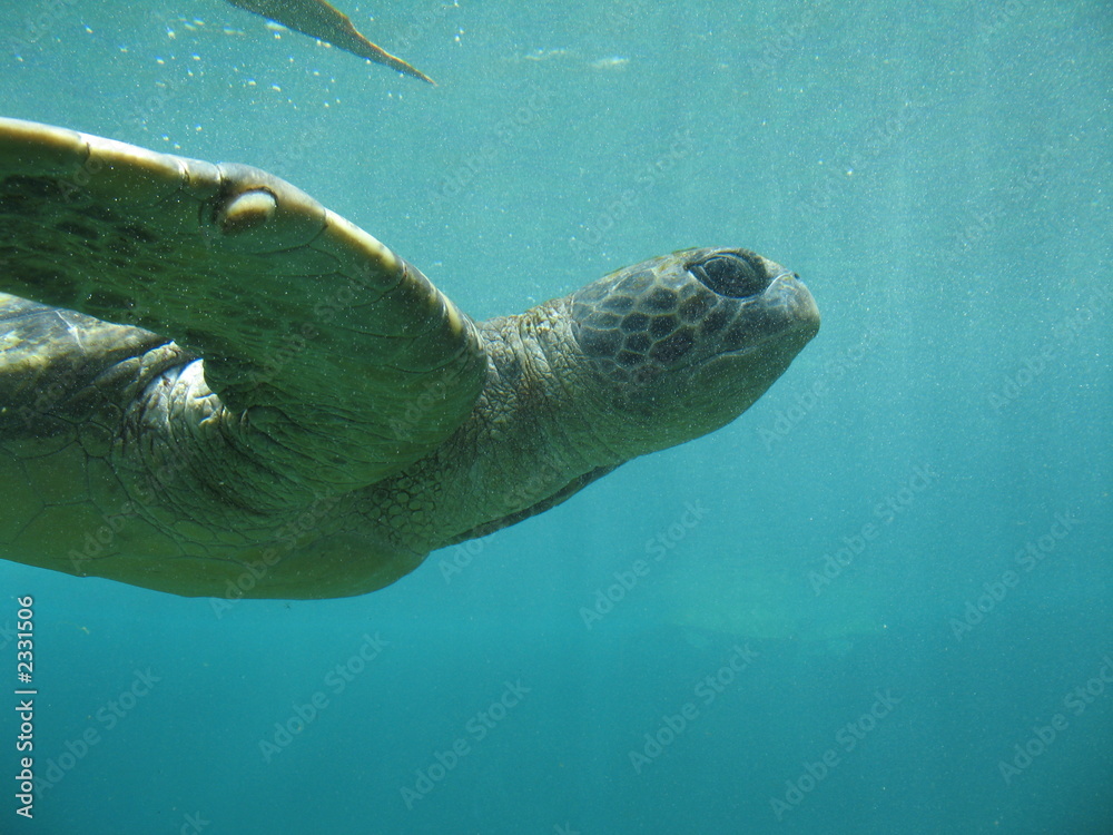Fototapeta premium tortue marine sous l'eau