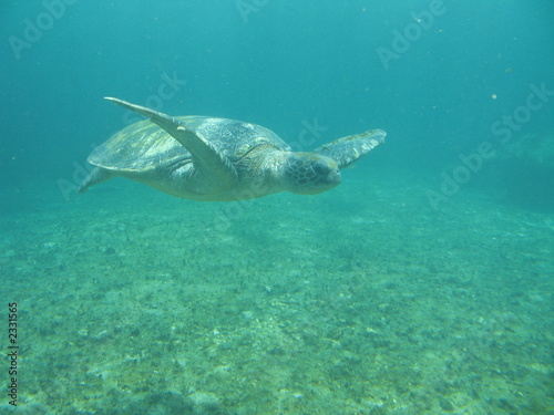 tortue marine sous l eau