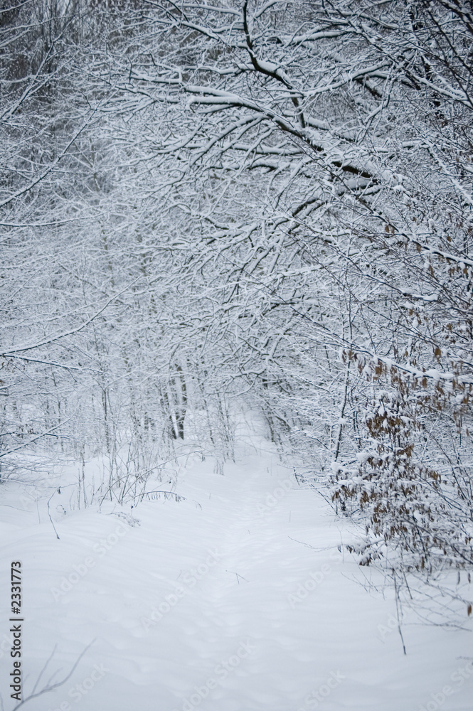 winter forest