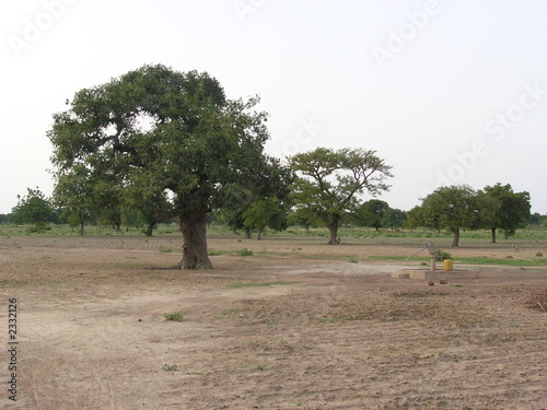forage en afrique