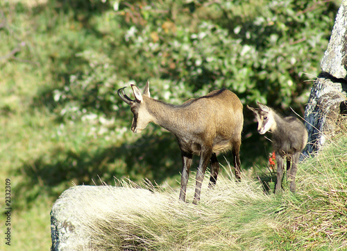 chamois et jeune