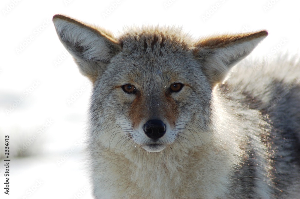 Obraz premium wild coyote