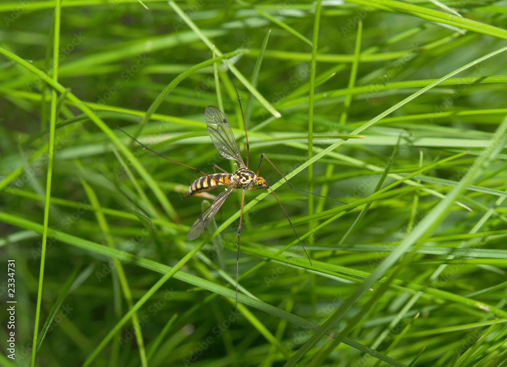 big mosquito big mosquito