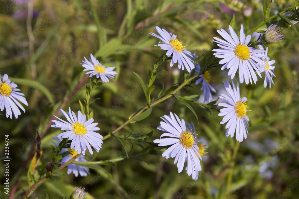 spring blooming spring blooming