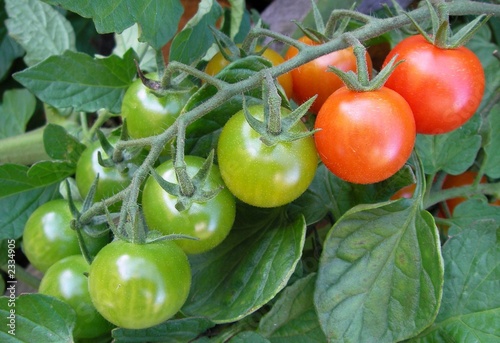rot-grün