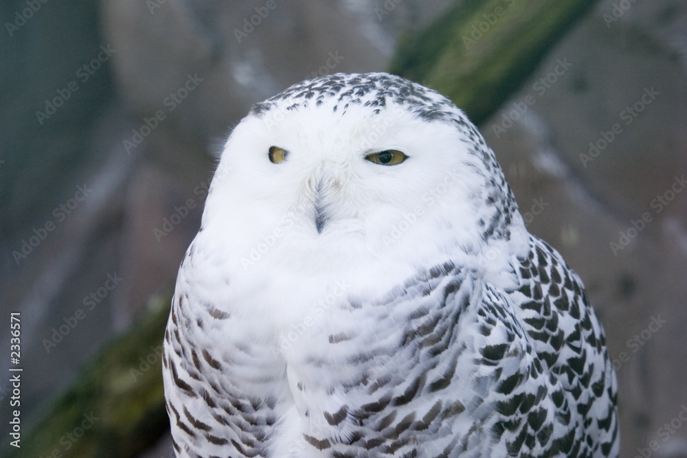 snowy owl
