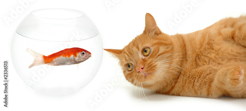 Slika na platnu cat and fish