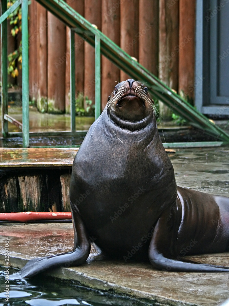 Fototapeta premium curious sea lion.