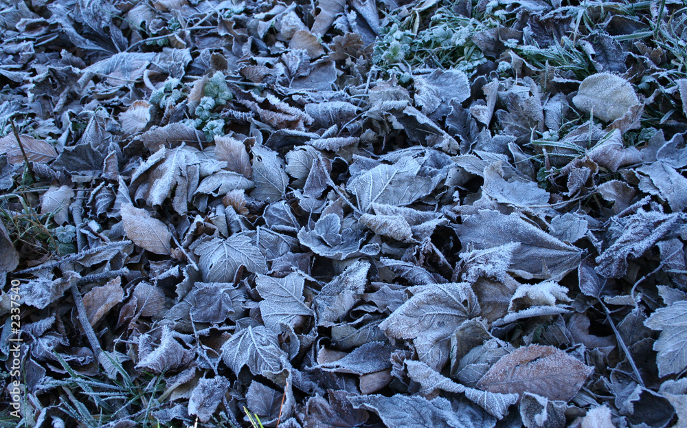 fallen leaves in winter