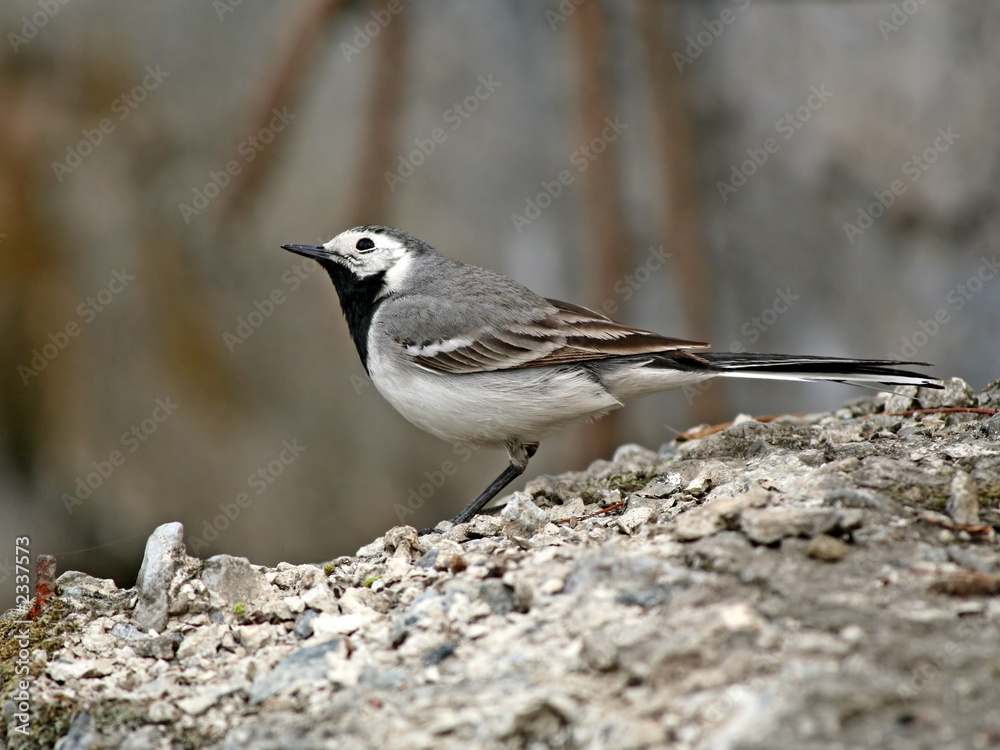 restless wagtail. restless wagtail.