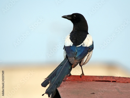 magpie on a roof of garage. photo
